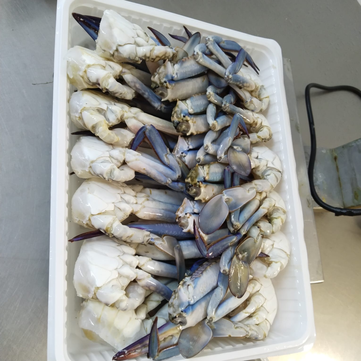 Portunus pelagicus