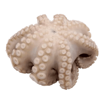 Octopus vulgaris